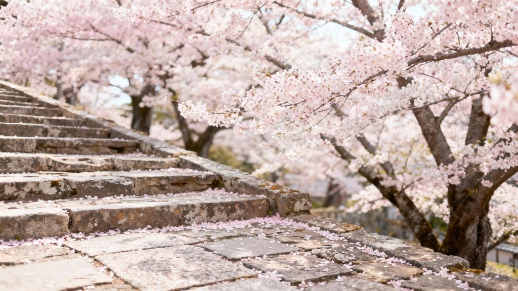 Whispers of Kyoto: Ancient Stones and Blossoms in Timeless Harmony